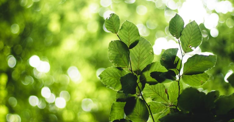 Vibrant close-up of green leaves with natural bokeh effect, capturing the essence of nature.